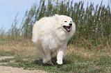 CHIEN FINNOIS DE LAPONIE 255
